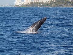 0歳児連れ家族ハワイ旅行（クジラ、サブマリン、KCCマーケット編）