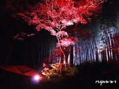 滋賀安土　隠れ里　石の寺教林坊　散紅葉ライトアップ・深緑の夏・紅葉真っ盛り