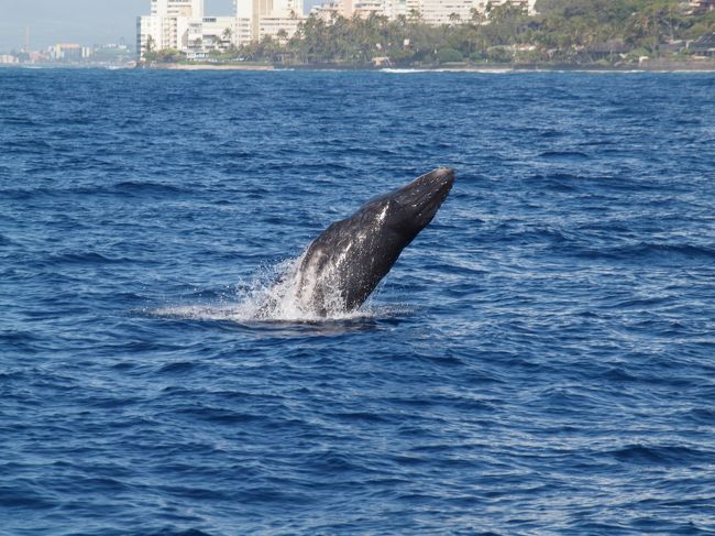 息子（５歳）、娘（生後７カ月）と妻の家族４人でハワイへ。<br /><br />息子の願いはクジラをみること。<br /><br />１２月から4月くらいまで、寒いカナダからこの温かいハワイでのんびりザトウクジラがくつろぎにきます。<br /><br /><br />思った以上に間近でクジラのジャンプを見ることができた！<br />息子の夢はなんとか叶いました。<br /><br />