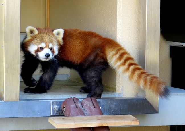 日本平動物園は日本に暮らすレッサーパンダの種別調整者（コーディネーター）を務める動物園、言わば日本のレッサーパンダの総本山。<br />そんな日本平動物園に新レッサーパンダ館が出来たのが昨年の１０月、それまで子供遊園地横にあった小さなレッサーパンダ舎とは比べようもないくらいのレッサーパンダ舎がオープンしました。<br />そして、立派な器の次は、やはり個体の充実です。<br />１２月１３日、山口県の２園から３匹のパンダが異動してきました。<br />この新しく加わったパンダ達が日本平でどのようなパンダ模様を見せてくれるのか、本当にこれからの日本平が楽しみです。<br /><br /><br />これまでのレッサーパンダ旅行記はこちらからどうぞ→http://4travel.jp/traveler/jillluka/album/10652280/