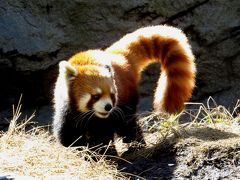 冬のレッサーパンダ紀行【７】 夢見ヶ崎動物公園＆よこはま動物園ズーラシア　夢見では父母娘同居展示！！　はじめまして、デールちゃん！！