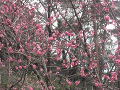 春よ恋　愛に行こうか　熱海の梅と桜