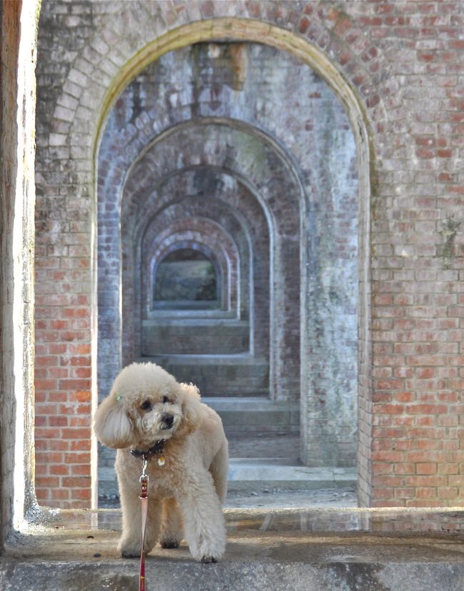 愛犬・小吉さん(愛称、本名はショコラ、通称はしょーちゃん)が、2泊3日で冬の京都へお出かけしました。オフシーズンの京都は小春日和の暖かさ、紅葉シーズンに訪れたときと異なり、小吉さんは人混みの少ない京の街をたっぷりと散策できました。そして私達はお値打ちなお料理をたっぷりと・・・<br /><br /><旅程(京都の天候と気温)><br />1月31日(木)(薄曇り、最高/最低:13/6度)<br />・自宅(8:30発)→宇治平等院(11:00着)<br />・宇治平等院<br />・清水へ移動し、そば処『よしむら』で昼食<br />・清水坂、三年坂、二年坂、坂本龍馬の墓地を散策<br /><br />2月1日(金)(晴のち曇、最高/最低:13/0度)<br />・南禅寺、琵琶湖疎水散策<br />・京料理『菊水』で昼食<br />・祇園、八坂神社、円山公園散策<br />・祇園の『カーラ・ラガッツァ』で夕食<br /><br />2月2日(土)(薄曇り、最高/最低:18/10度)<br />・東山散策<br /> 南禅寺、永観堂、哲学の道、法然院、霊鑑寺<br />・リーガロイヤル『コルベーユ』で昼食<br />・龍安寺散策<br />・京都御苑散策<br />・グランビア京都『サザンコート』で夕食<br />・京都駅(20:30発)→自宅(23:20着)