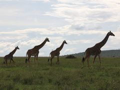 ケニア・タンザニアの旅（９）～セレンゲティ国立公園５・ゾウ、キリン、インパラの群れ～