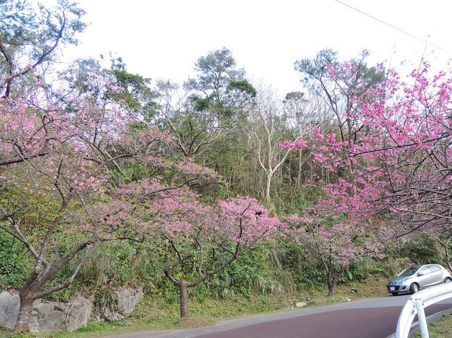 　避寒旅行として、本部町八重岳と今帰仁の桜祭りを見に3泊4日の旅程で行ってきました。<br />　1日目は福岡から那覇に飛び、読谷村のむら咲むら泊りです。昼過ぎの飛行機便だったので、この日は移動だけで終わりました。<br />　2日目、午前中にさんご畑を見物しました。さんご畑はサンゴ礁関連の生物や海藻などのミニ水族館です。サンゴの養殖もやっていて、プールの中の養殖中のさんごや、小さなサンゴ礁の完成型などが見られます。近くに大河ドラマ、「琉球の風」の撮影に使った三重城のセットが残っています。<br />　午後は読谷村の都屋漁港から出ているホエールウォッチングの船に乗って鯨を見ました。結構近くで見られて興奮しました。その後、本部町に移動して八重岳の桜祭りを見物しました。平日の夕方だったので人出は少なくゆったりとできましたが、桜が綺麗に咲いていたのも一部だけで少しさみしかったです。この日は美ら海水族館隣のチサンリゾート沖縄美ら海に泊りました。<br />　3日目、午前中に美ら海水族館のマナティーをちょっと見た後、備瀬のフク木並木の見物をしました。その後今帰仁城跡へ行きました。今帰仁でも桜祭りの期間中でしたが、残念ながら桜はほとんど散っていました。<br />　午後は古宇利大橋と辺戸岬へのドライブでした。途中雨も降りましたが、夕方、辺戸岬に着いた頃は止んでいて、与論島友好の碑の向こうに与論島がうっすらと見えていました。その後、中城まで戻って、コスタビスタ沖縄に泊りました。<br />　4日目、午前中は中城城跡を見物し、昼前にレンタカーを返し、昼過ぎの飛行機で福岡に戻りました。<br />　旅行期間は少しだけ雨に降られましたが、戸外を観光中は概ね曇りと晴れの天気で快適でした。