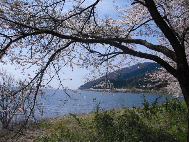 友人に誘われて北琵琶湖・海津大崎の桜の時期にウォークに行きました。ＪＲ永原からマキノまで桜を見ながらのウォークです。琵琶湖沿岸の道路約4ｋｍにわたって800本のソメイヨシノが続きます。日本の桜１００選にも選ばれています。