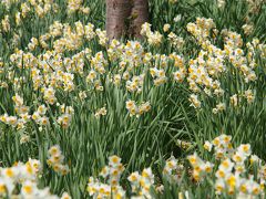 一足早い春を求めて・・・江月水仙ロードを散策　～清楚な白色の花の絨毯～