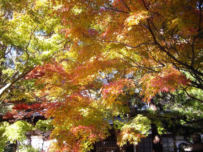 鎌倉・覚園寺へ