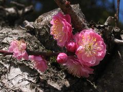 ギリギリセーフ？！奈良公園の梅