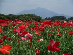 下妻　小貝川ふれあい公園　ポピー 2012