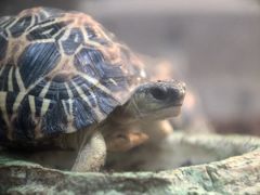 節分の日のレッサーパンダ詣は横浜と川崎をはしご（2）野毛山動物園へのアクセスといろいろな動物たち～ホウシャガメの赤ちゃんやいろんなワニに、珍しいカグー他