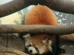 節分の日のレッサーパンダ詣は横浜と川崎をはしご（3）夢見ヶ崎動物公園のファファくん・アンちゃん・カリンちゃん親子──図体は大きく手もやっぱりカリンちゃんはまだ赤ちゃん@