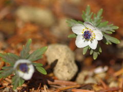 妖精がお目覚め　セツブンソウが開花し始めた京都府立植物園へ