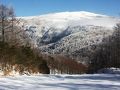 信州「峰の原高原」の霧氷