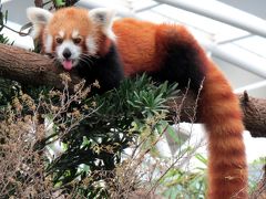 東南アジアＲｅｄ Ｐａｎｄａ紀行　Ｓｉｎｇａｐｏｒｅ Ｚｏｏ シンガポールにレッサーパンダ登場！！そして、ジャイアントパンダ・・・あなたは常勤パンダさん！？