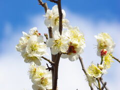 大阪城公園散歩・早すぎる梅林を見る