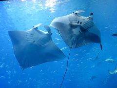 沖縄♪美ら海水族館＆海辺のカフェでまったり旅☆