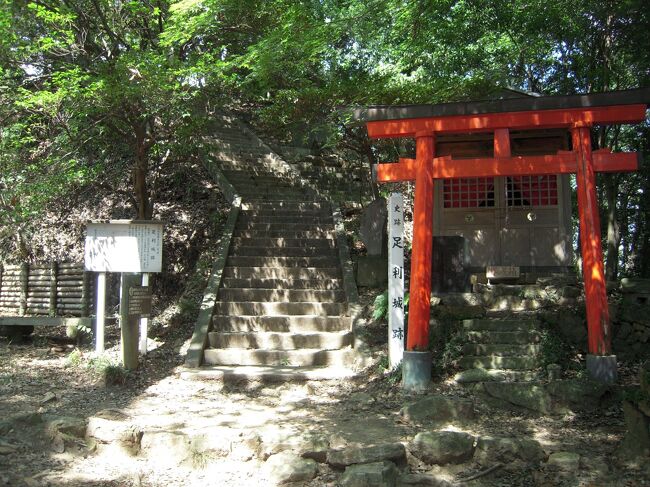 足利市街に迫り出してくる標高約250mの両崖山の山頂に主郭を置き、主郭から3方向の尾根に広がる典型的な山城、足利城(栃木県足利市本城ー別名:両崖山城)を訪問しました。説明では藤原秀郷(ふじわら・ひでさと、生没不詳)7世の孫である成行(しげゆき、生没不詳)が足利太夫として、天喜2年(1054)に両崖山に築城し、以降5代120年に亘り使用されますが、藤原足利氏は平氏滅亡と共に没落し、当城は廃城となります。鎌倉時代には源姓足利氏は平地に居館を構えたため足利城は荒れ放題の状況でしたが、室町時代中期には足利長尾氏の3代景長(かげなが、1469~1528)は足利城を修築して居城とします。天正18年(1590)小田原北条氏の支配下となっていた長尾顕長(ながお・あきなが、1556~1621)は豊臣秀吉の小田原城攻めに対して、小田原城に籠城、結果北条氏の開門・降伏と共に足利城も再び廃城の憂き目にあいます。2022年5月10日追記現地説明板では当該山の名称から「両崖山城」の題字で下記のように記載されています。「 両 崖 山 城・前期古城平安時代、天喜2年(1054)藤原秀郷の子孫伊勢崎渕名城主藤原成行が足利に入部、両崖山に築城したと伝えられます。以来、130年間足利地方を治めました。丁度その頃、奥州に乱が起こり、天喜4年、源頼義、義家親子が平定に出発しました。源氏の軍勢は、足利浅間山の南麓を中継基地としました。これがもととなり源姓足利氏が発生したのです。藤原成行の足利進出は、この源氏の面倒を見るためだったとも考えられるかも知れません。治承4年(1180)源平合戦が始まると、源姓足利氏の棟梁義兼は挙兵、頼朝の側近として活躍しました。義兼は頼朝と同じ八幡太郎義家4代の後裔で、母方の従兄弟でした。両崖山の藤姓足利氏は立場上、時の政権の平氏に従っていました。源平合戦の時、両崖山城主藤原俊綱に嫡男、足利又太郎忠綱は京警護のため、平家の軍勢の中におりました。源三位源頼政の軍勢と平家の軍勢が宇治川で合戦となりました。この時、足利忠綱は17歳でしたが、藤原足利氏を率いて宇治川を渡る一番乗りの功名を立てました。この様子は「平家物語」に橋合戦として詳しく書かれて、世に広く知らせています。両崖山の藤姓足利氏は、中立を守ろうとしましたが許されず、治承5年9月、三浦義茂率いる源氏の軍勢が渡良瀬川まで押し寄せてきました。総攻撃の前日、城主藤原俊網(60歳)の首が源氏の本陣に届けられ、攻撃は中止されました。「吾妻鏡」には、家来の桐生六郎に誅殺されたと書かれています。しかし、城主俊網が自分の首一つで戦いを回避したとも考えられます。藤姓足利氏は消滅し、足利地方は源姓足利氏に統一され治められました。・後期古城戦国時代、足利は古河の公方軍と上野の上杉軍の戦場となりました。文正元年(1466)上杉方の武将、長尾景人が代官として足利に入部、岩井山に観農城を築きました。足利長尾三代政長が両崖山城に移り、再建しました。両崖山で戦いが行われたことはありませんでしたが、堅個な城砦として両毛地方に睨みを効かせました。戦国末期、関東は小田原北条氏の支配下となり、北条氏が豊臣秀吉に滅ぼされると、足利長尾も滅亡しました。」