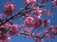 近所の公園の満開の河津さくら〔なぜか？１本だけ〕2013年２月初お花見とアラジン本格カレーブュッフェ…