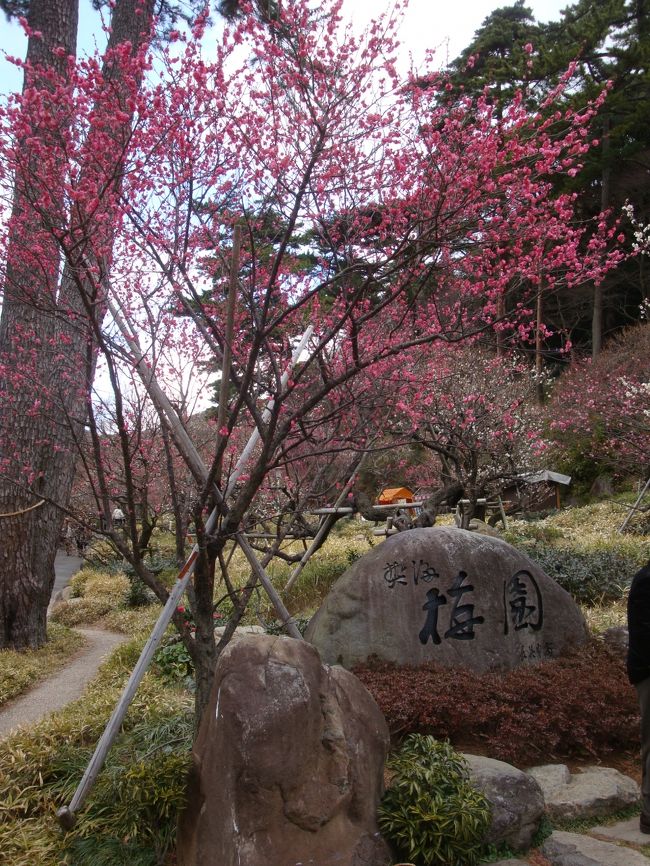 東京から少し足を延ばして、一泊二日で早春の熱海・湯河原・箱根を巡りました。<br />初日は、熱海梅園で早咲きの梅を堪能。湯河原に戻り、湯河原一の歴史と泉質の良さを誇る「上野屋」さんに宿泊。古き良き日本の温泉文化を満喫してきました。