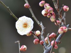 『梅見会』再度行きます♪須磨離宮公園