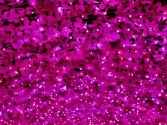 なばなの里ｄ 	光飾の桜並木　『河津桜』　は華麗可憐！　☆ピンク色に煌いて