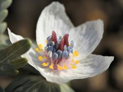 春の気配　節分草　水仙　梅、それにコスプレ