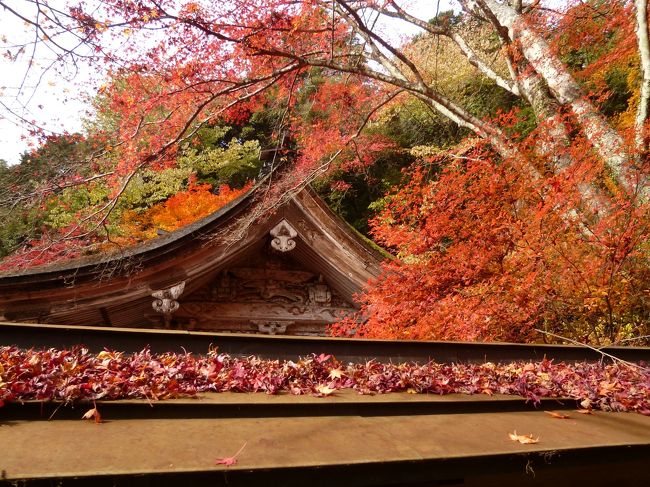 友達に誘われて、大矢田神社もみじ谷の少し遅い？紅葉と、うだつの町へ行きました。
