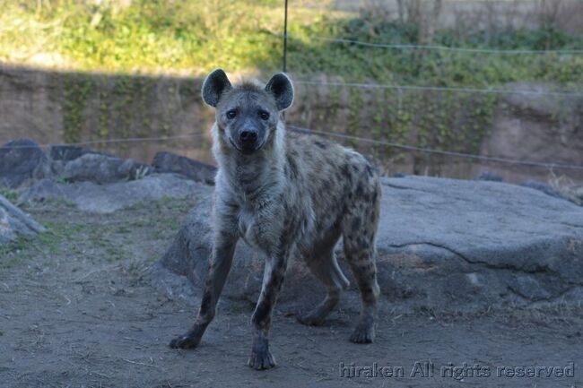 個人サポーターは最低一口5千円からなれます。10回の入園つき。<br />その企画に動物園の一般客では入ること・見ることのできない場所に案内してもらえます。<br />今回初めて参加したところ、調理場・ライオン山・キリン舎の3か所を見てきました。<br />スタッフの皆さんや参加したサポーターの皆さんは動物を愛している人たちで、とても居心地の良い空間でした。多忙な中、細かいところまで覚えきれない説明をしていただいたり、ライオン山では二人が限度の狭い高い場所からライオンを眺めたり、キリン舎では主がいなくなって少し寂しい場所で、キリンの高さを設備で実感。接客は不慣れそうな飼育員の方の、一生懸命な説明が嬉しかった。アナウンサーのようにスラスラきれいにまとめられたらこの感動は無かったかもしれない。<br /> 質疑応答では、女性から「担当の動物が亡くなった時の悲しみをどのように乗り越えていますか」の質問が。僕も「今朝の11時ごろに見たラッキーなチンパンジーのウンチ投げ」について説明を請いました。<br />来年も是非参加したい。