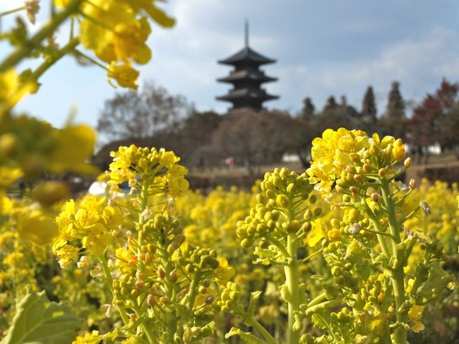 ２日目のメインはふたつあります。<br />ひとつめは、男はつらいよシリーズ最終作「紅の花」冒頭シーンのロケが行われたJR因美線「美作滝尾駅」。桜井センリさんが思い出されます。駅舎の見事さも見どころですが、私が感動したのは朝早くから駅舎の掃除に来ていた地元の人たちがいること、そしてみんながこの駅舎を守り、誇りに思っていることです。<br />ふたつめは、今回のハイライトである「吉備路サイクリング」。以前一度だけ仕事の関係で訪れたことがあるのですが、すごく惹かれるものがありました、悲しいことにパック旅行のツアーだったのでホントの駆け足。自転車でのんびりサイクリングしたいと思っていました。吉備路はうれしいことに「自転車道」が整備されており案内標識などもわかりやすいです。なにより、日本の原風景のなかを走る素晴らしさです。