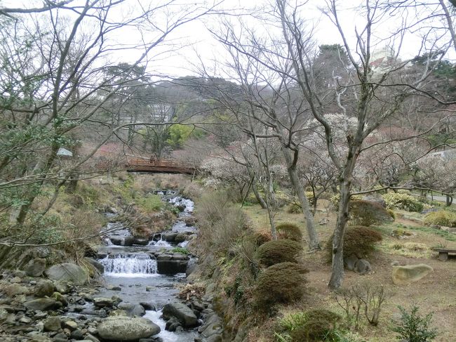 三分咲きでも梅の花馨る。１泊２日熱海旅行