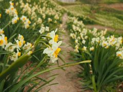 春めき房総さんぽ  水仙はナルシスト　【千葉県鋸南町 江月水仙ロード】