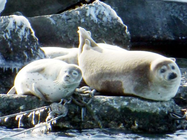 真冬の北海道を体験しに、稚内から紋別、網走、知床へのオホーツクを堪能するツアーに参加しました。<br /><br />なかなか個人では行けない場所をツアーにより走破。<br />天候にも恵まれ、思いっきり大自然を体感してきました。<br /><br />[写真は稚内市抜海港で見たゴマちゃん？(野生のゴマフ アザラシ)　キュゥー]<br />