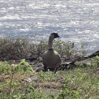 リフレッシュ休暇でハワイ島ドライブ