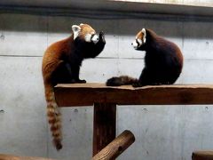 冬のレッサーパンダ紀行【９】 埼玉県こども動物自然公園　期待のペアが同居開始！！リリィちゃん＆コウタ君！！