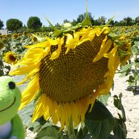 南仏で夏休み　４　絶景！ポンデュ・ガール、そして5★オーヴェルジュ