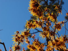 ２０１３　皇居東御苑　早春の花たち　上