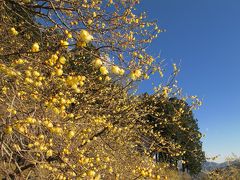 2013年2月　埼玉/宝登山