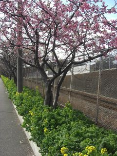 桜花よりマグロ