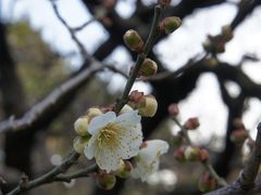 咲き始め2013皇居東御苑の梅と、丸ビル