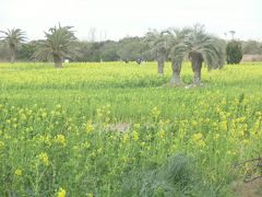 伊良湖の菜の花巡り