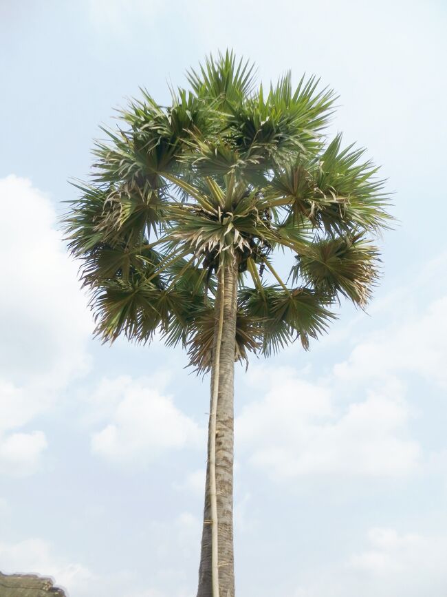 Cambodia　クメールの微笑み (21/33)　シェムリアップ　砂糖椰子の木（1月26日）