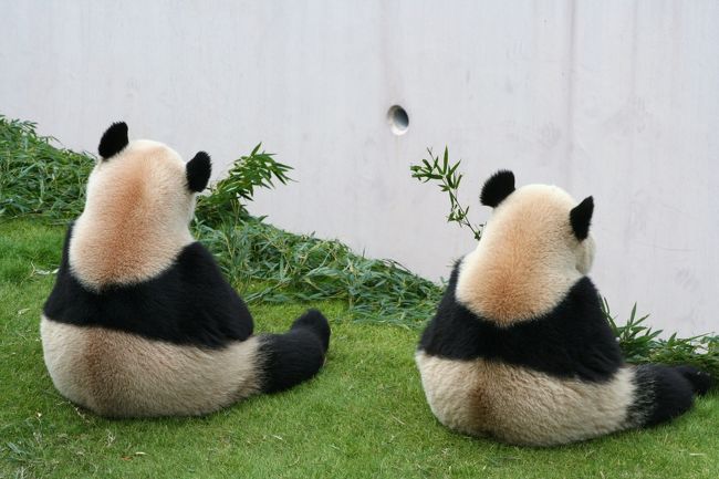 8月に生まれた赤ちゃんパンダ「優浜」を見に行こうと決めたけど、せっかくなのでパンダバックヤードツアーにも参加したい、でも開園前1,2時間前に並ぶのも大変、ということでバックヤードツアー付きのJALパックツアーに申し込みました。ほぼ丸々2日アドベンチャーワールドに入り浸っていました。<br />パンダを自由にかつ近くで見るのならここしかありません。
