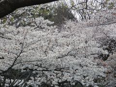 2012 春 代々木公園で 少しだけ花見！
