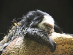 早春のレッサーパンダ詣で千葉市動物公園にやっと再訪（3）ポスターや写真の中のレッサーパンダ＆レッサーパンダ以外の動物たち