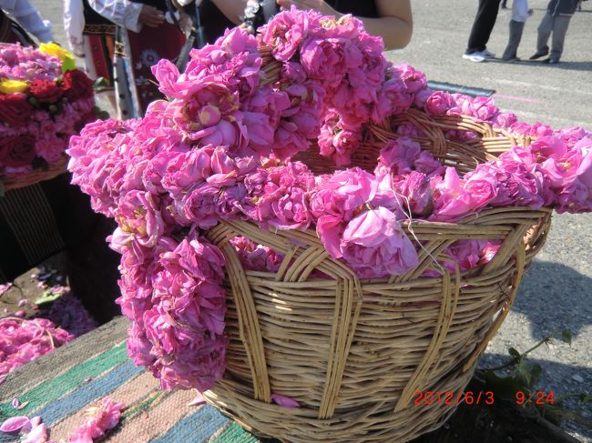 世界遺産ブルガリア・番外編　　バラ祭り①バラ畑