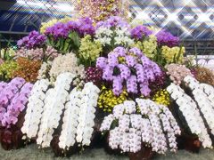 春を呼ぶ蘭の祭典～東京ドームの世界らん展2013（2）ざくざく撮りまくった洋蘭ディスプレイのつづき