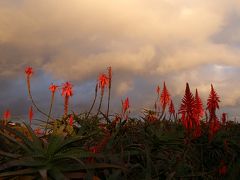 マデイラ島の旅行記