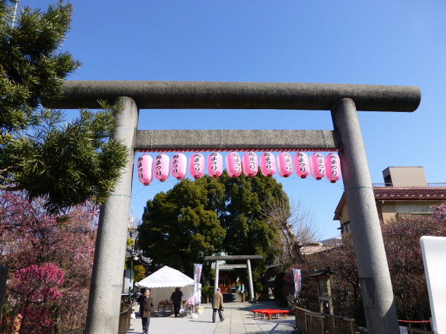 香取神社の香梅園の梅まつりが始まったが・・・・<br /><br />今年も昨年同様咲き具合は遅れてる感じだった<br /><br />いろいろな種類を見たいのであればいいところです<br />（以前に調べたら時は50種類以上はあったと思う）<br />神社の境内にこれでもかというぐらい凝縮されています<br /><br />場所は<br />亀戸駅から歩いて12〜3分もしくは東武亀戸線小村井駅から歩いて5〜6分のところです