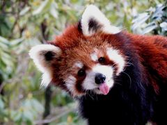 雪のレッサーパンダ紀行【７】 いしかわ動物園　３回目の訪園でやっと屋外展示を見れました！！ メロンちゃん、タンタン君お元気そうでなにより！！